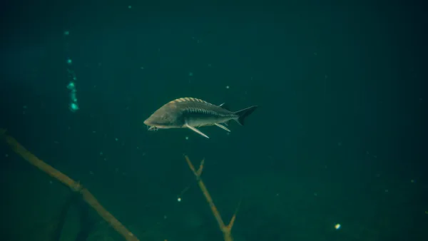 Ultimate Fishing® Simulator 2 screenshot 18