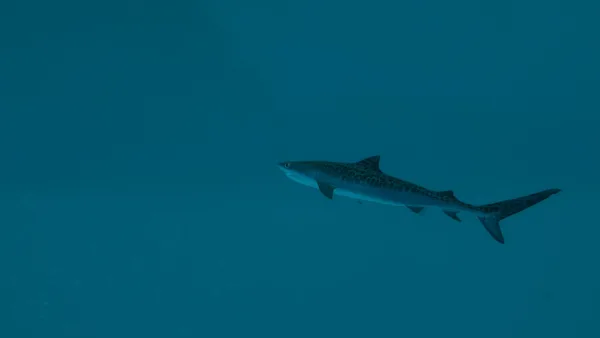 Ultimate Fishing® Simulator 2 screenshot 7