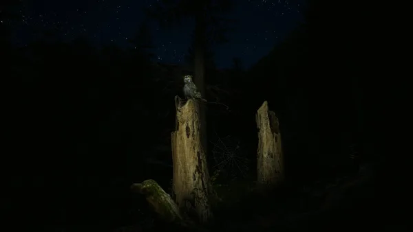 Screenshot 26 di Morels: The Hunt