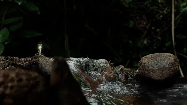 Seedlings screenshot 3