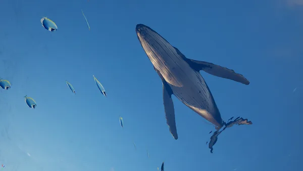 Eden Island screenshot 41