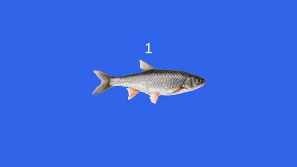 Fish screenshot 2