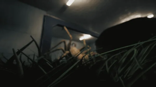 Huntsman screenshot 9