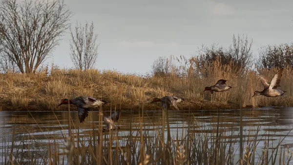 BULT: Hunting simulator screenshot 15